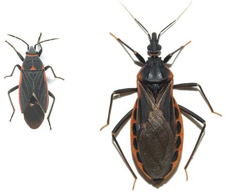 Arizona Beetles Bugs Birds And More Black Bugs With Red Out Lines