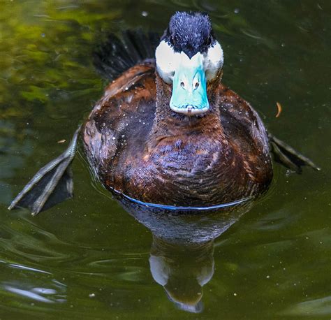 Blue Billed Duck Photograph By Brian Stevens