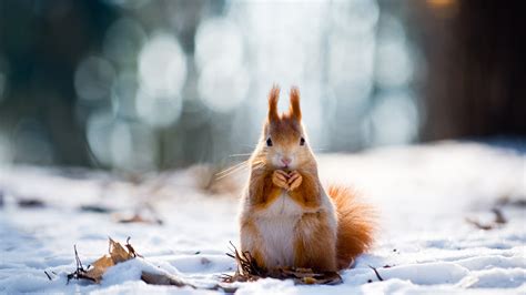 Download Snow Rodent Winter Animal Squirrel 4k Ultra Hd Wallpaper