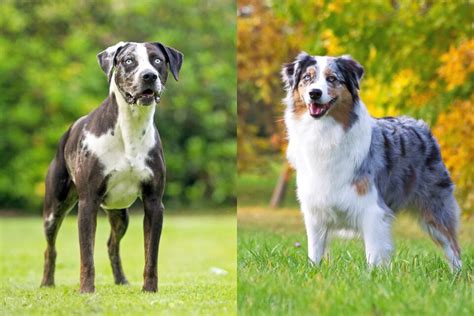 Catahoula Australian Shepherd Mix Info Pictures Facts Faqs And More