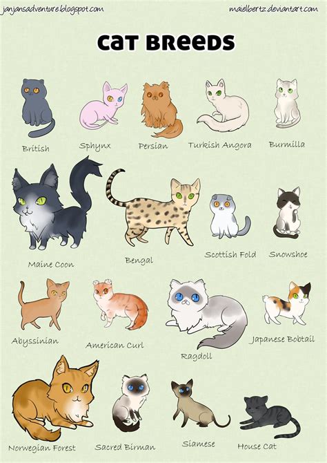 Cat Breed Poster By Maielbertz On Deviantart Cat Breeds Cats