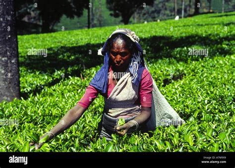 Tea Pluckers In Labokellie Tea Plantation Sri Lanka Stock Photo Alamy