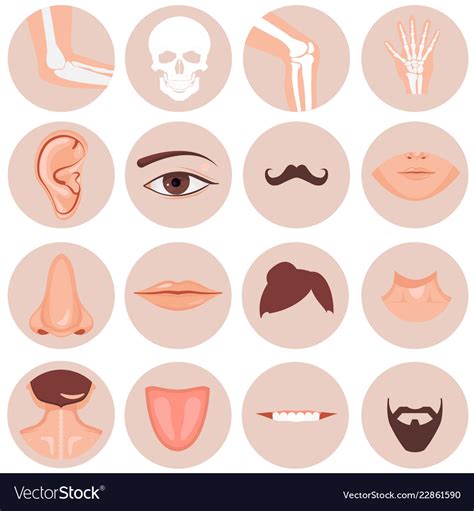 human nose ear mouth mustache hair and eye neck vector image