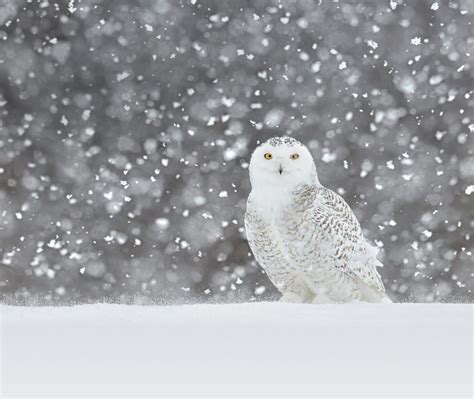 Snowy Owl Video Bing Wallpaper Download