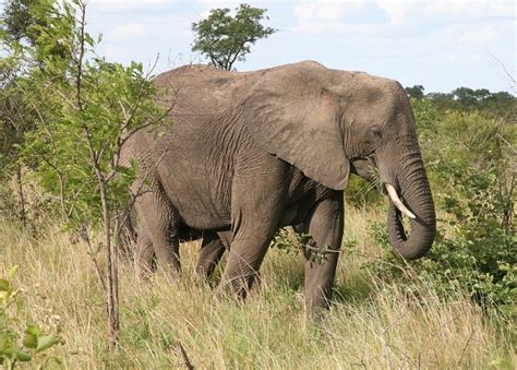 African Bush Elephant Facts Habitat Diet Life Cycle