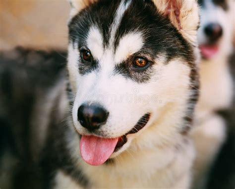 Close Up Young Happy Husky Puppy Eskimo Dog Stock Photo Image Of