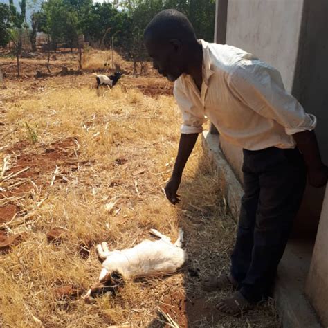 Tragedy For Cyclone Idai Victims As Hundreds Of World Bank Sourced Goats Perish