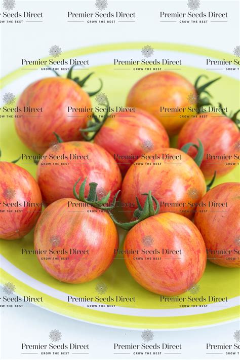 Tomato Cherry Artisan Pink Bumblebee Tomato Premier Seeds Direct Ltd