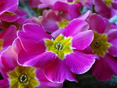 Fotos Gratis Naturaleza Pétalo Florecer Rosa Primavera Rosado