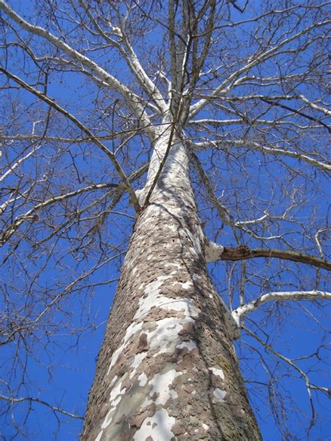Tree Of The Month American Sycamore Arborscapes Richmond Va Tree