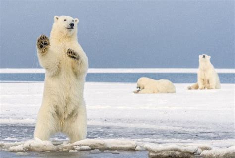 Your Top 10 Questions About Polar Bears Answered Yourearth Solutions
