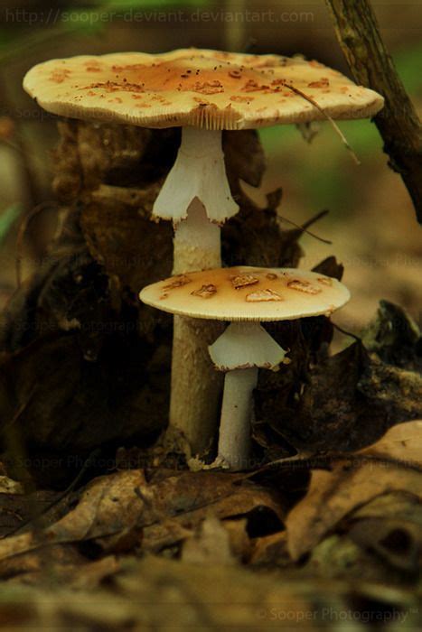 Fungi Stuffed Mushrooms Wild Mushrooms Mushroom Fungi