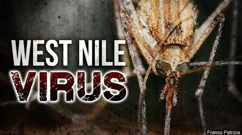Nueces County Reports First Human Case Of West Nile Virus