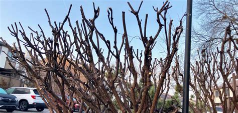 How Dormant Pruning Can Save Your Landscape And Budget The Arrimour Group