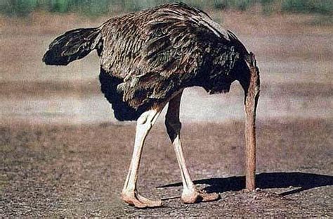 Tips On Dealing With Uninformed Eaters Ostriches Animals Head In