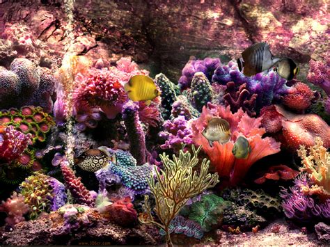 41 Colorful Coral Reef Wallpaper Wallpapersafari