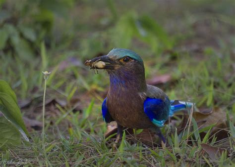Indian Roller Coracias Benghalensis I Take This Picture Flickr