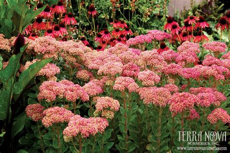 Desert rose is commonly planted in decorative pots to be. 13 best images about Plants: Sedum on Pinterest | Blackest ...