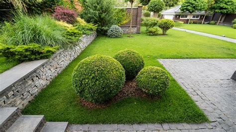 Dwarf English Boxwoods For Sale Near Me Great Purchase Eecpfpmainjp