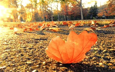 Nature Leaves Sidewalk Trail Roads Autumn Fall Seasons Trees