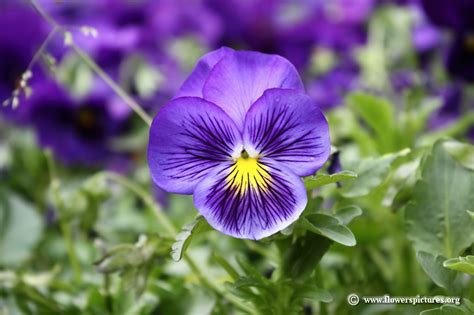 A Purple Pansy Flower Picture 53