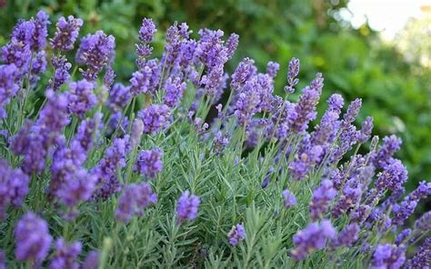 Lavandula X Intermedia Phenomenal Lavender Perennials Flowers