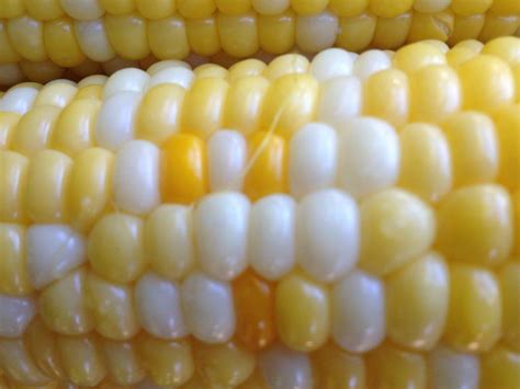 Gmo Sweet Corn Varieties And Genetic Contamination Just Label It