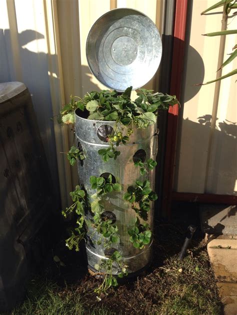 Galvanized Bin Made Into A Strawberry Tower Strawberry Tower