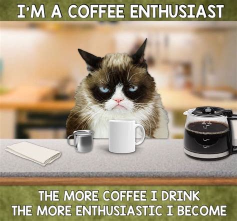Grumpy Cat Coffee ☕️ Grumpy Cat Grumpy Cat Humor Grumpy Cat Meme