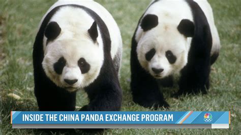 Kerrynbc Takes A Closer Look At How Pandas Have Become One Of Chinas