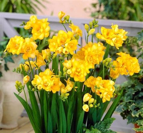 10 Freesia Summer Flowering Bulbs Collection Spring Garden Fragrant Cut