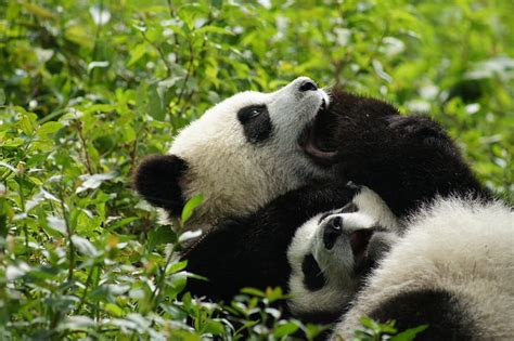 Baby Baer Bears Cute Panda Pandas Hd Wallpaper Wallpaperbetter