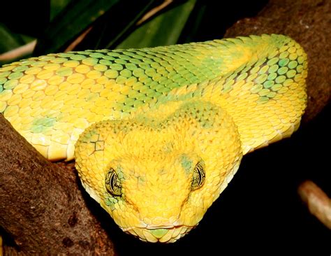 West African Bush Viper Atheris Chlorechis Knoxville Zoo Flickr