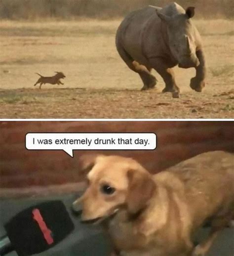 30 Of The Funniest Animal Memes To Make Your Day As Seen On This