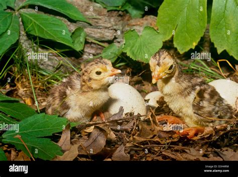 Two Newly Hatched Wild Baby Turkeys Poults In Summer Garden Hiding