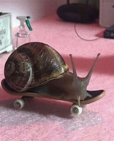 Aleia Murawski And Sam Copeland Create Miniature Worlds Where Snails