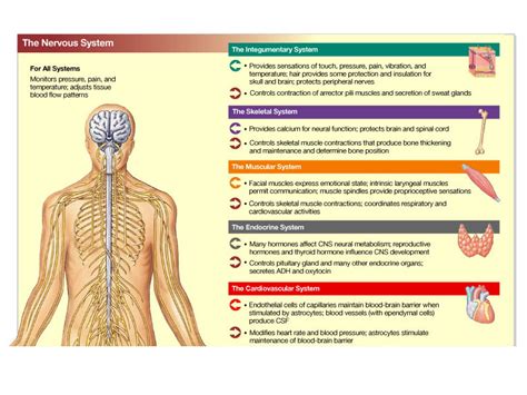 Human System Interactions Nervous System