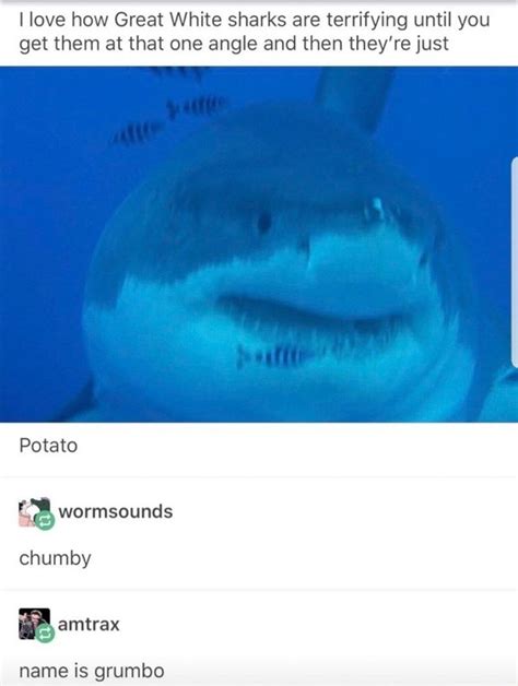15 Shark Memes You Can Sink Your Teeth Into Cute Funny Animals