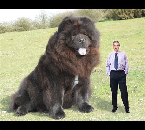 The Biggest Dog In The World Big Animals Huge Dogs Worlds Biggest Dog