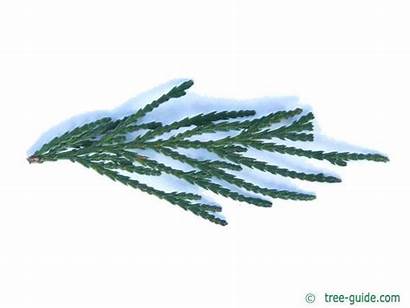 Cedar Incense Calocedrus Decurrens Needles Tree Conifers