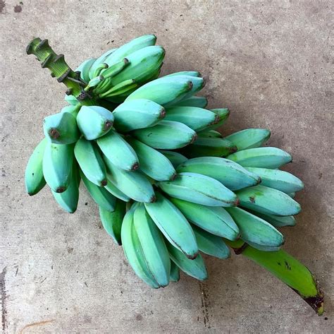 Blue Java Bananas Taste Just Like Vanilla Ice Cream And Now You Can