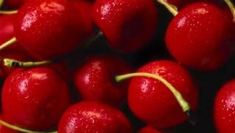Types Of Dwarf Cherry Trees Garden Guides