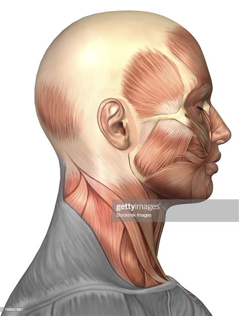 Anatomy Of Human Face Muscles Side View High Res Vector Graphic Getty