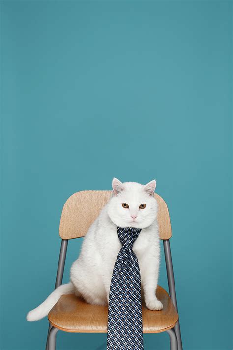 White Cat In Tie By Steven Coutts Photography