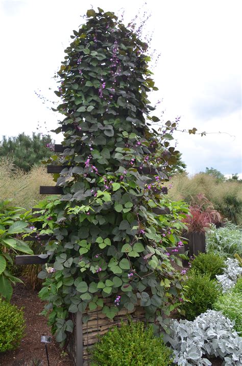 We offer a huge selection of new, interesting, and unique flowering vines to bring the finest in color and form to your landscape. What To Know About Flowering Vines | What Grows There ...
