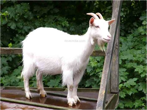 But they are different animals. Facts About Goat - Interesting & Amazing Information On Goats