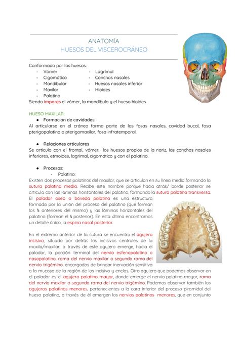 Viscerocráneo Descripción Del Viscerocráneo O Cráneo Facial Parte 1