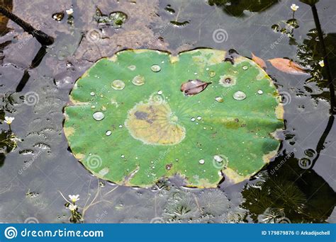 Dry Tropical Pond Lake With Aquatic Plants Perdana Botanical Garden