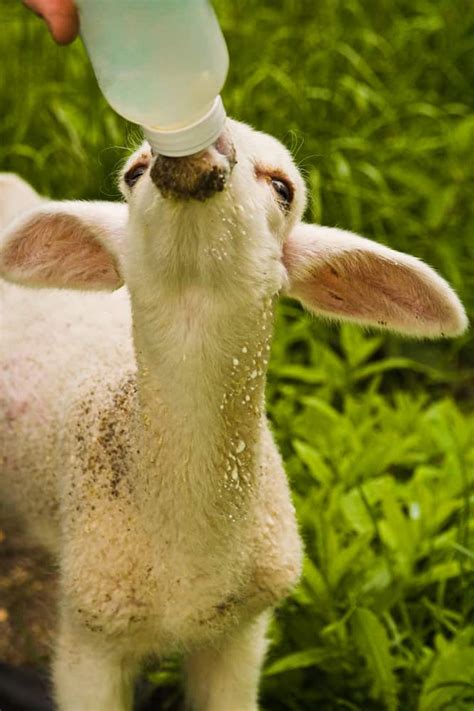 All You Should Know About Bottle Feeding Lambs