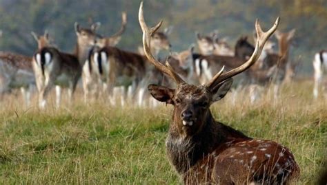Facts About Sika Deer Everything You Wanted To Know İnteresting